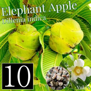 エレファント・アップル 種子x10[熱帯果樹]Dillenia indica ビワモドキ