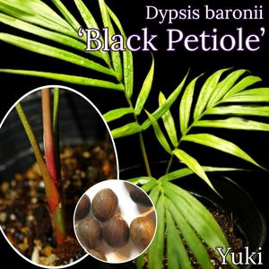 ディプシス・バロニー 発根種子x1[品種:ブラック・ペティオール]Dypsis baronii 'Black Petiole'