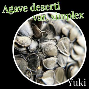 [23年３月入荷]アガベ・シンプレクス 種子X 20 Agave deserti var. simplex