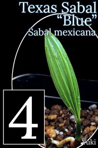 サバル・メキシカーナ ブルー 小苗x4[耐寒性ヤシ]Sabal mexicana Blue
