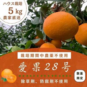 【愛果28号】5kg箱　サイズ混合『数量限定』 栽培期間中農薬不使用　除草剤不使用　ノーワックス防腐剤不使用　紅まどんな同品種　訳あり