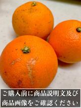 【愛果28号】5kg箱　サイズ混合『数量限定』 栽培期間中農薬不使用　除草剤不使用　ノーワックス防腐剤不使用　紅まどんな同品種　激安柑橘_画像2