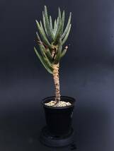 Aloe dichotoma アロエ ディコトマ（輸入種子苗）_画像2