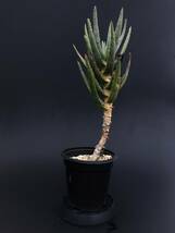 Aloe dichotoma アロエ ディコトマ（輸入種子苗）_画像3