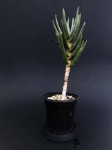 Aloe dichotoma アロエ ディコトマ（輸入種子苗）_画像4