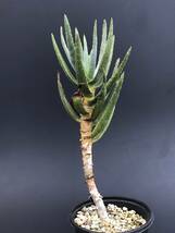 Aloe dichotoma アロエ ディコトマ（輸入種子苗）_画像6