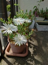 マツバギク　白花　大輪 ポット苗 ２本_画像6