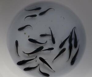 黒豆メダカ　若魚　20匹＋2匹補償　8月生まれ　雌雄無選別