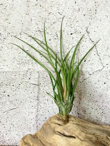 【Frontier Plants】 チランジア・アミラ T. Amira ブロメリア エアプランツ