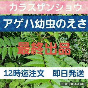 アゲハ幼虫の餌　カラスザンショウ　新鮮　枝付き葉っぱ　約80枚　増量あり