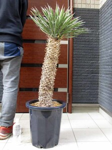 【現品】発根済　幹立ち！ユッカ・フィリフェラ（Yucca filifera）12号　A番