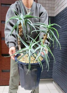 【現品】アロエ・ストリアツラ　Aloe striatula　耐寒性の高いアロエ　10号　F34番