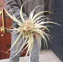 【現品】ティランジア・カピタータ・ピーチ　Tillandsia capitata　Peach　P8番_画像3