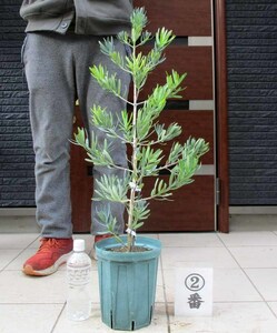 【現品】ブルーマキ　マキ・アイシーブルー　Podocarpus elongatus "Icee Blue"　６号　Ⅱ