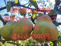 山形県上山産 即決送料込 西洋梨ラ・フランス極小サイズ約5.5キロ前後約35玉前後詰め送料無料 ラフランス自家用山形県産 農家直送便1115-1_画像1