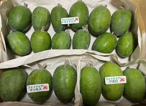 フェイジョア3種　大玉～中玉１ｋｇ　農薬不使用栽培　トライアンフ　マンモス　アポロ