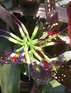 ◆◇ Bromeliad Billbergia 'Hallelujah' ブロメリア ビルベルギア ハレルヤ 驚くような美花