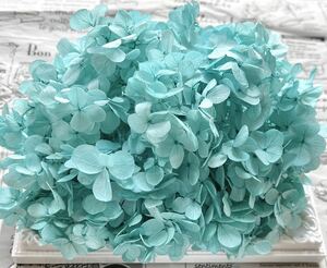  preserved flower Atlantis hydrangea 20g rom and rear (before and after) Royal Tiffany 