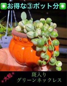 お得な③ポット分☆新入荷☆斑入りグリーンネックレス☆ 多肉植物