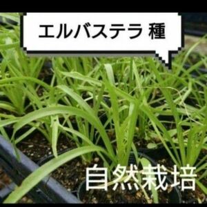 【自然栽培】エルバステラ 種 殻付き小さじ1杯分 固定種 リクガメ