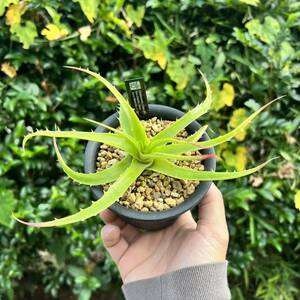 Dyckia lunaris ディッキア yoctoplants 