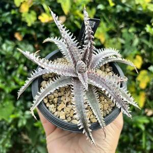 Dyckia ‘Brittle Star’ x ‘Jaws’ Amazonico Hybrid ディッキア yoctoplants 