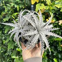 Dyckia goehringii x ‘Bare Bone’ Panus Hybrid ディッキア yoctoplants _画像1