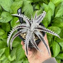 Dyckia ‘Ice’ x ‘Bill Baker’ Sueb Hybrid PSJ023(Panus #) ディッキア yoctoplants _画像4