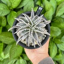 Dyckia’Mekong Delta’ と’Hotaka’ セット ディッキア yoctoplants _画像6