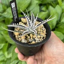 Dyckia’Mekong Delta’ と’Hotaka’ セット ディッキア yoctoplants _画像3