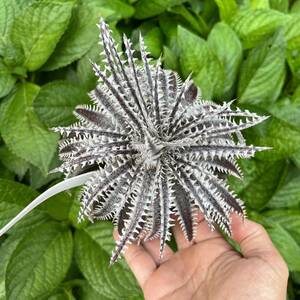 Dyckia [(Arizona x m-l) x Hyb. Tarzan #Q-01] x Brittle Star F3(D015) オリジナルハイブリッド　ディッキア yoctoplants 2