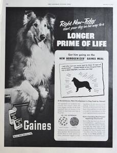 稀少！1953年ゲインズ広告/Gaines/犬/Dog Food/コリー/Collie/36