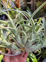 Ｔｉｌｌａｎｄｓｉａ　‘Ｃｕｒｌｙ　Ｓｌｉｍ’　チランジア　カーリースリム Tillandsia エアープランツ スクランプ ティランジア_画像1