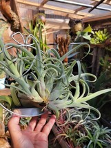 Ｔｉｌｌａｎｄｓｉａ　‘Ｃｕｒｌｙ　Ｓｌｉｍ’　チランジア　カーリースリム Tillandsia エアープランツ スクランプ ティランジア_画像4