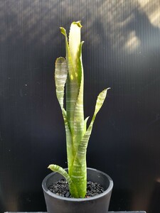 ビルベルギア　Billbergia　ブロメリア ケス ネリア