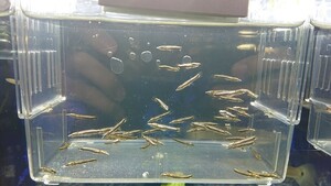 ベロネソックス 稚魚10匹セット2