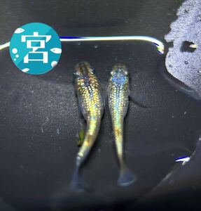 【メダカ屋宮坊-2nd-】21 ネプチューン　黄金type 極上個体　1ペア　現物出品