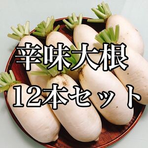 そば、うどんの薬味に！群馬県産　上州辛味大根12本セット　送料無料