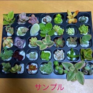 多肉植物 カット苗 カラフル35カット以上