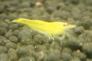  yellow Cherry shrimp 25 pcs prompt decision +α attaching # bee shrimp Cherry shrimp organism Citrus Caridea