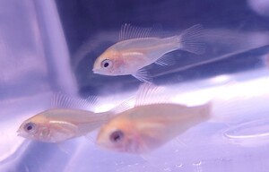 ゴールデンラミレジィ　6匹　幼魚　2cm前後　ダークナイト