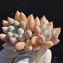 23株 X96-1多肉植物 エケベリア　ソロモン　超美苗 サボテン 観葉植物 花 園芸　レア種_画像1