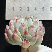 28株 Y63-4多肉植物 エケベリア ブルーリンゴ　　超美苗 サボテン 観葉植物 花 園芸　レア種_画像3