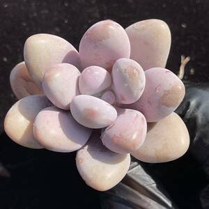 19株 B1-3 多肉植物 エケベリア 桃の卵 超美苗 サボテン 観葉植物 花 園芸　レア種