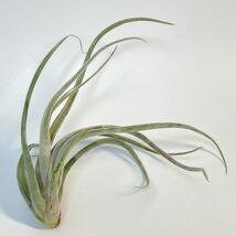 Tillandisa ' Kraken ' ( Curly Slim crested ) ① チランジア クラーケン エアプランツ エアープランツ ティランジア_画像1