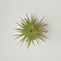 Tillandsia ionantha ' Pleiades ' サイズ:S ④ チランジア プレアデス エアプランツ ティランジア_画像5