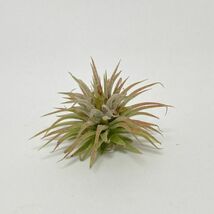 Tillandsia ionantha ' Pleiades ' サイズ:S ④ チランジア プレアデス エアプランツ ティランジア_画像2