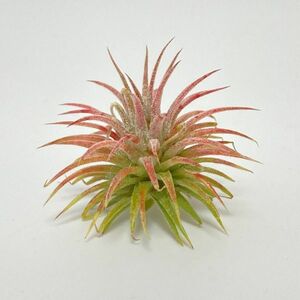 Tillandsia ionantha ' Pleiades ' サイズ:S ① チランジア プレアデス エアプランツ ティランジア