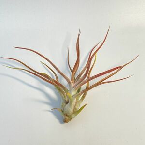 Tillandsia bulbosa Gigante x ionantha var.van_hyningii ④ チランジア ブルボーサギガンテ x イオナンタバンハイニンギ― エアプランツ