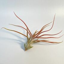 Tillandsia bulbosa Gigante x ionantha var.van_hyningii ③ チランジア ブルボーサギガンテ x イオナンタバンハイニンギ― エアプランツ_画像2